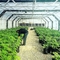 60% Patio im Freien Plastik-Agri-Schatten-Filetarbeit für Gemüsegarten